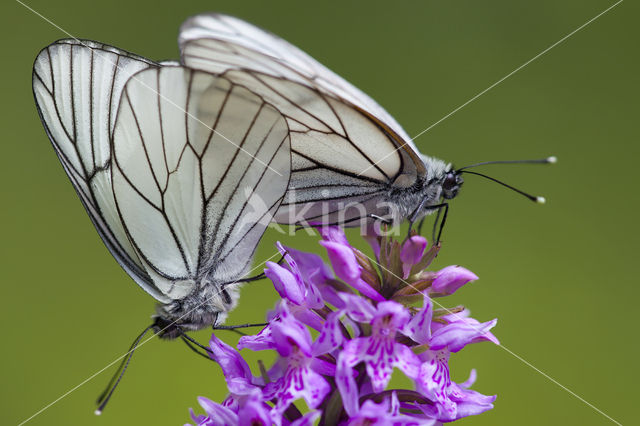 Groot geaderd witje (Aporia crataegi)