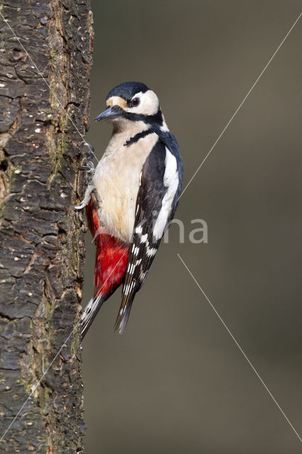 Grote Bonte Specht (Dendrocopos major)