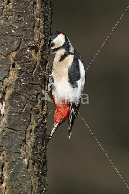 Great Spotted Woodpecker (Dendrocopos major)