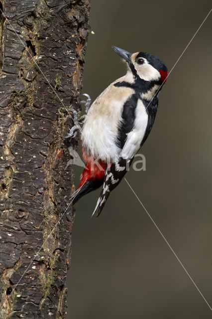 Grote Bonte Specht (Dendrocopos major)