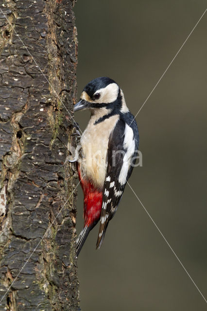 Grote Bonte Specht (Dendrocopos major)