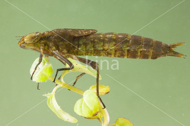 Grote keizerlibel (Anax imperator)