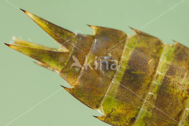 Grote keizerlibel (Anax imperator)