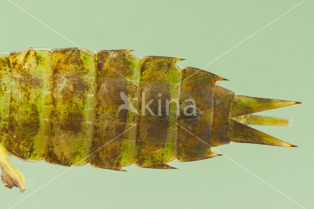 Grote keizerlibel (Anax imperator)