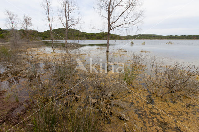 Grote keizerlibel (Anax imperator)