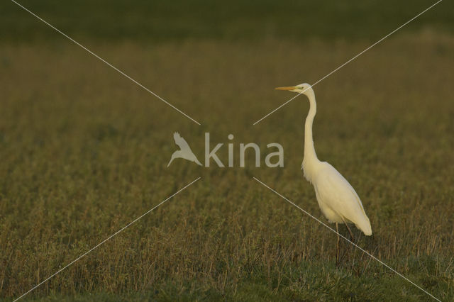 Great White Egret