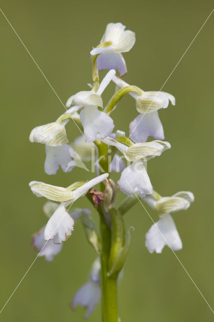 Harlekijnorchis