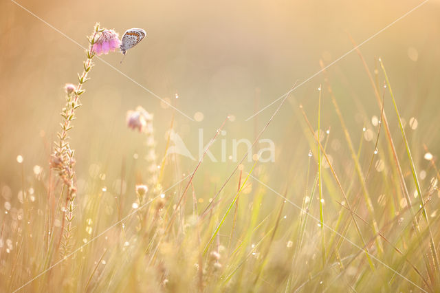 Silver Studded Blue (Plebejus argus)