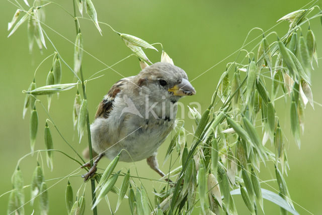 Huismus (Passer domesticus)