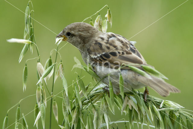 Huismus (Passer domesticus)