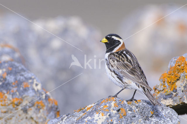 Lapland Bunting (Calcarius lapponicus)