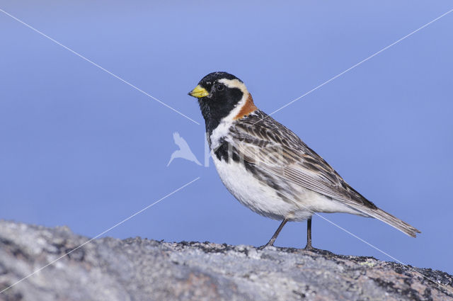 Lapland Bunting (Calcarius lapponicus)