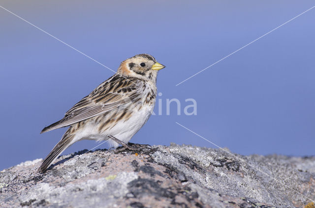 Lapland Bunting (Calcarius lapponicus)