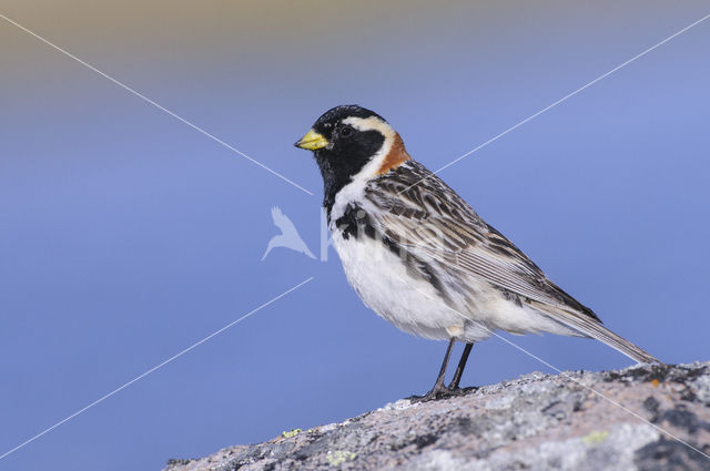 Lapland Bunting (Calcarius lapponicus)