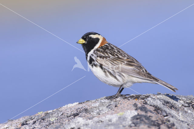 Lapland Bunting (Calcarius lapponicus)