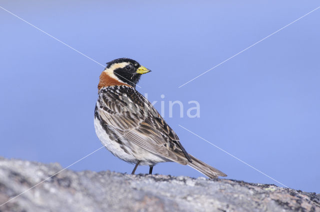 Lapland Bunting (Calcarius lapponicus)