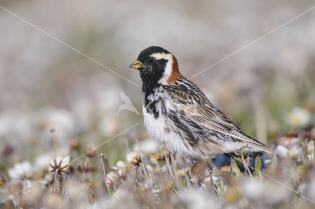 Lapland Bunting (Calcarius lapponicus)