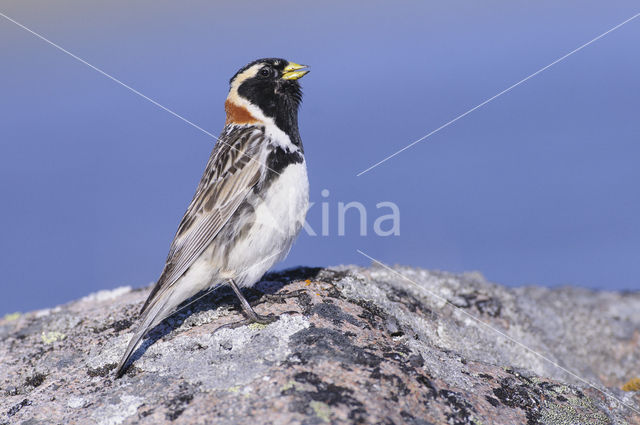 Lapland Bunting (Calcarius lapponicus)