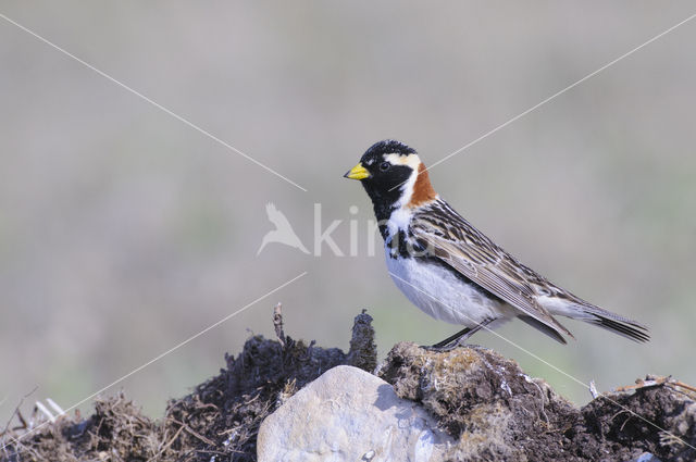 Lapland Bunting (Calcarius lapponicus)