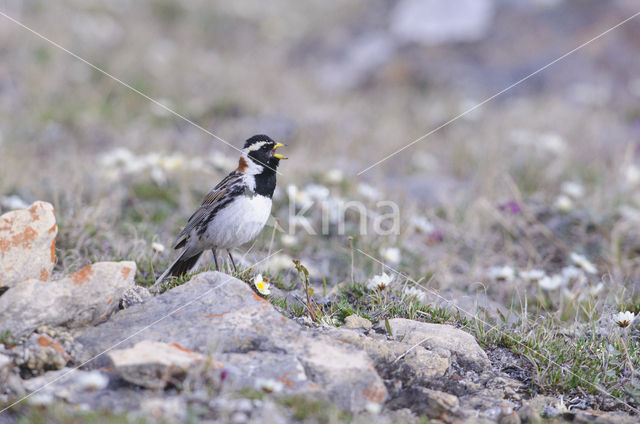 Lapland Bunting (Calcarius lapponicus)