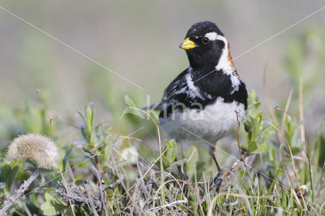 Lapland Bunting (Calcarius lapponicus)