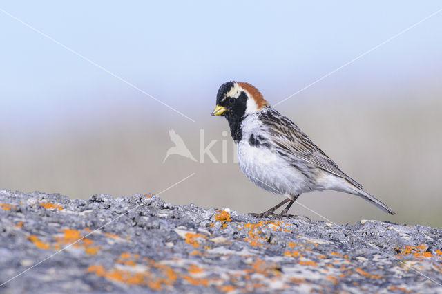 Lapland Bunting (Calcarius lapponicus)