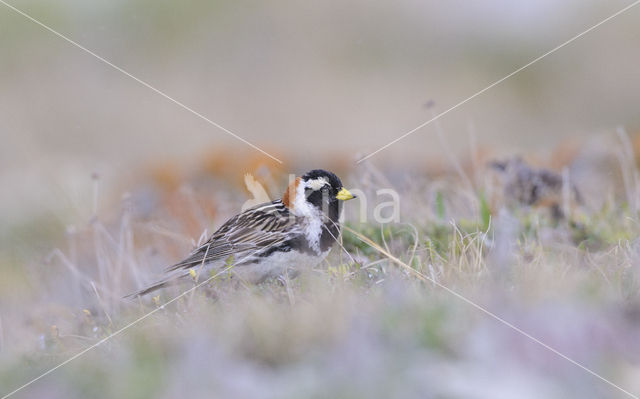 Lapland Bunting (Calcarius lapponicus)