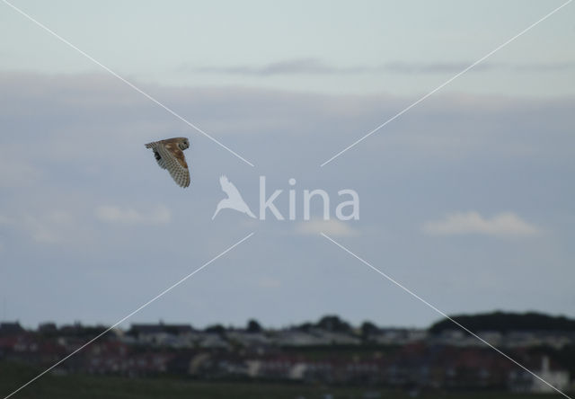 Barn Owl (Tyto alba)