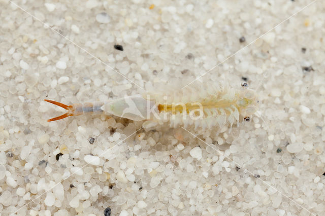 Chirocephalus diaphanus