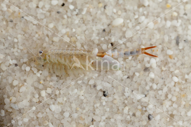 Chirocephalus diaphanus