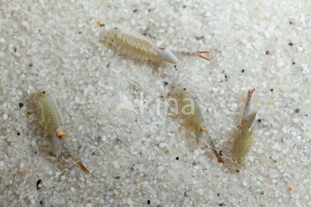 Chirocephalus diaphanus