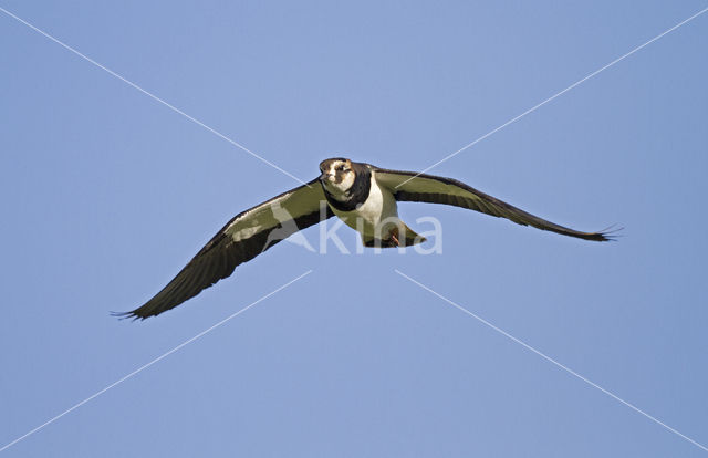 Lapwing (Vanellus vanellus)