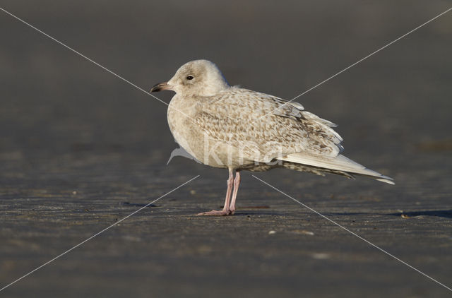 Iceland Gull (Larus glaucoides)