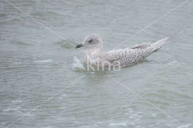 Kleine Burgemeester (Larus glaucoides)