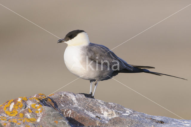 Long-tailed Jaeger (Stercorarius longicaudus)