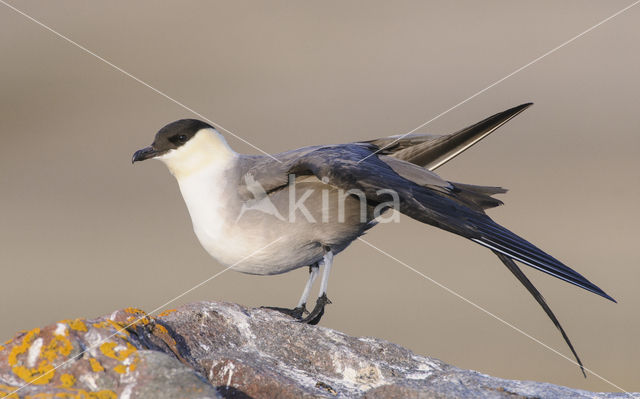 Long-tailed Jaeger (Stercorarius longicaudus)