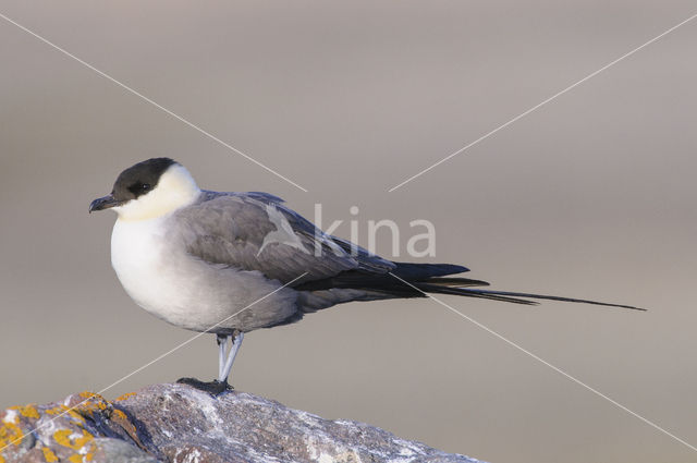 Long-tailed Jaeger (Stercorarius longicaudus)