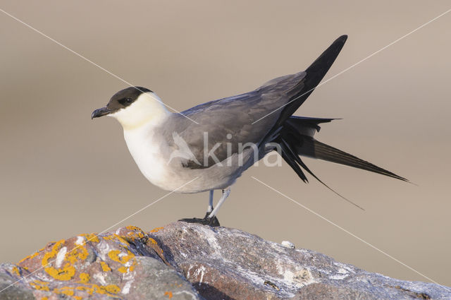 Long-tailed Jaeger (Stercorarius longicaudus)