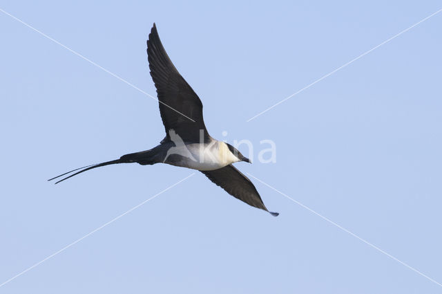 Long-tailed Jaeger (Stercorarius longicaudus)