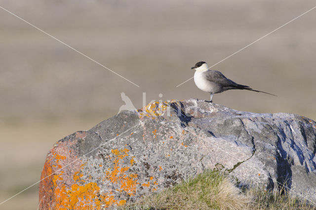 Long-tailed Jaeger (Stercorarius longicaudus)