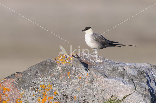 Long-tailed Jaeger (Stercorarius longicaudus)