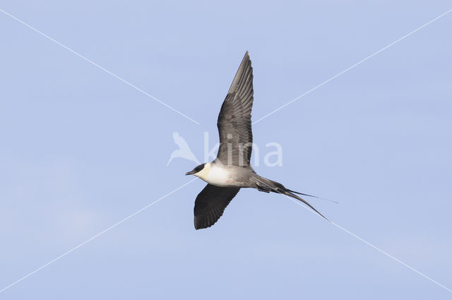 Long-tailed Jaeger (Stercorarius longicaudus)