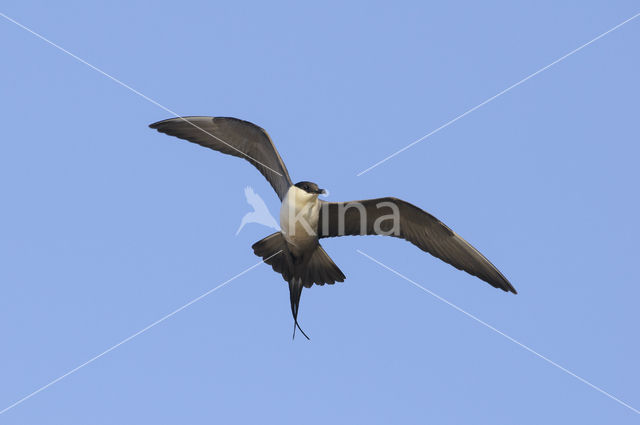 Long-tailed Jaeger (Stercorarius longicaudus)