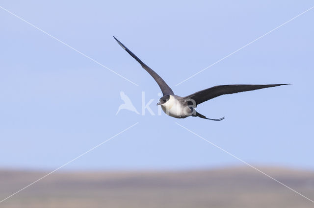Long-tailed Jaeger (Stercorarius longicaudus)