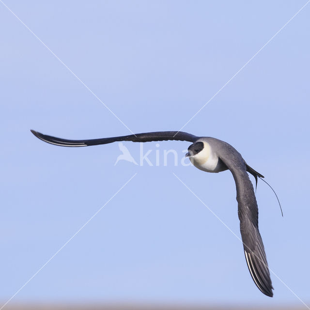 Kleinste Jager (Stercorarius longicaudus)