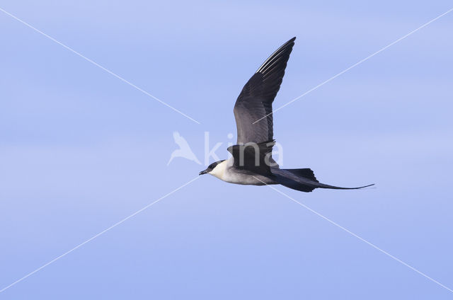 Long-tailed Jaeger (Stercorarius longicaudus)