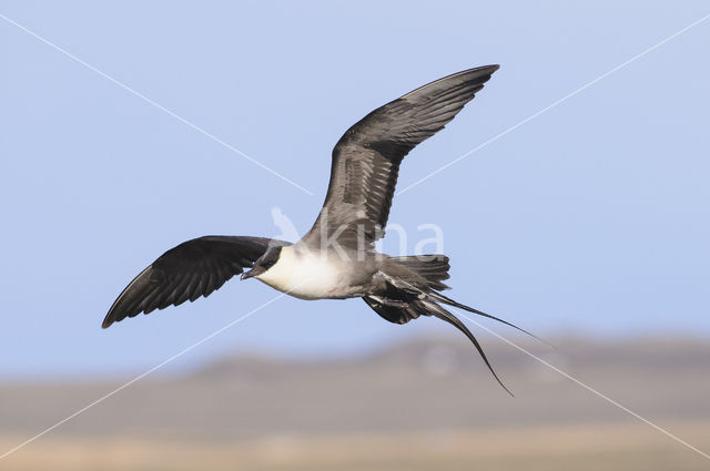 Long-tailed Jaeger (Stercorarius longicaudus)