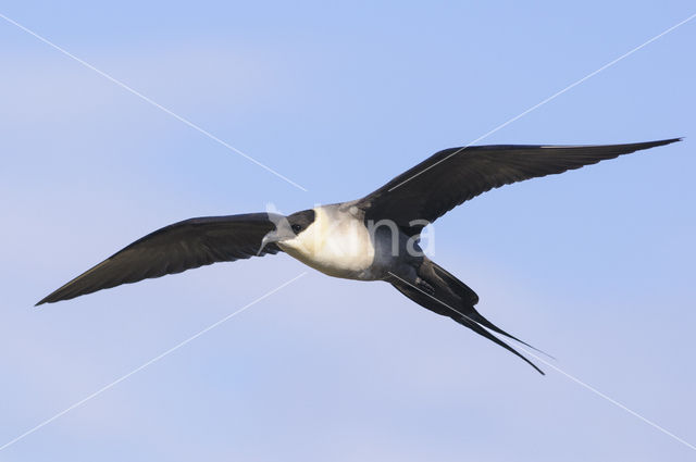 Long-tailed Jaeger (Stercorarius longicaudus)