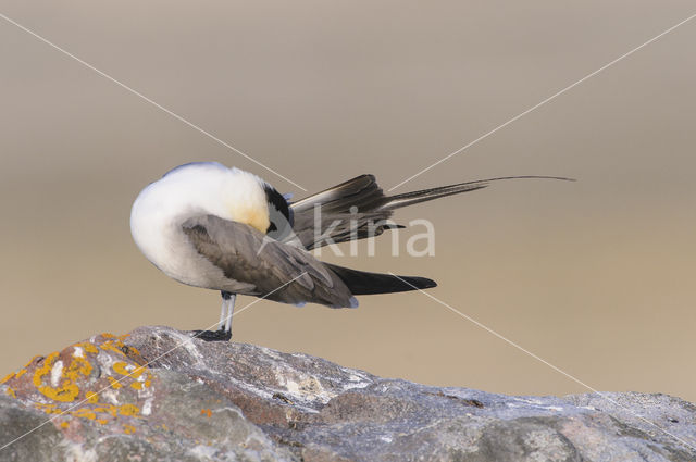 Long-tailed Jaeger (Stercorarius longicaudus)