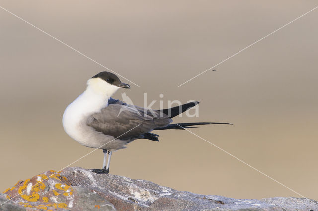 Long-tailed Jaeger (Stercorarius longicaudus)